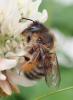 Osmia (emarginata-mustelina)